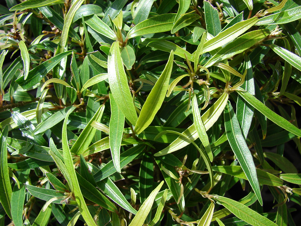 Willow Leaf Fig Willow Leaf Fig