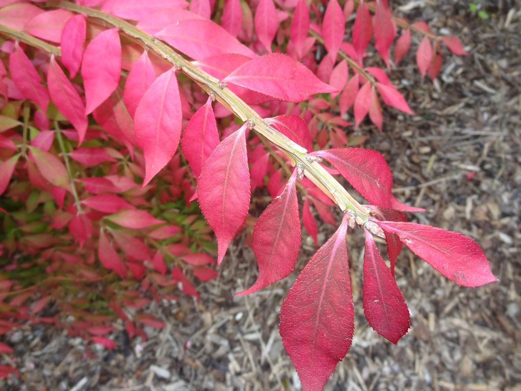 Winged Spindle-tree Winged Spindle-tree