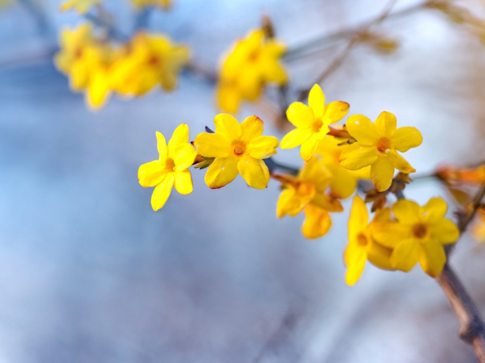 Winter Jasmine Winter Jasmine