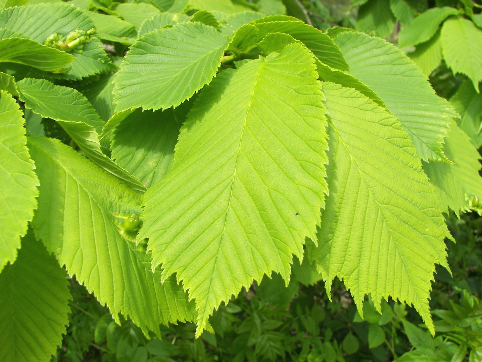 Wych or Scotch Elm Wych or Scotch Elm