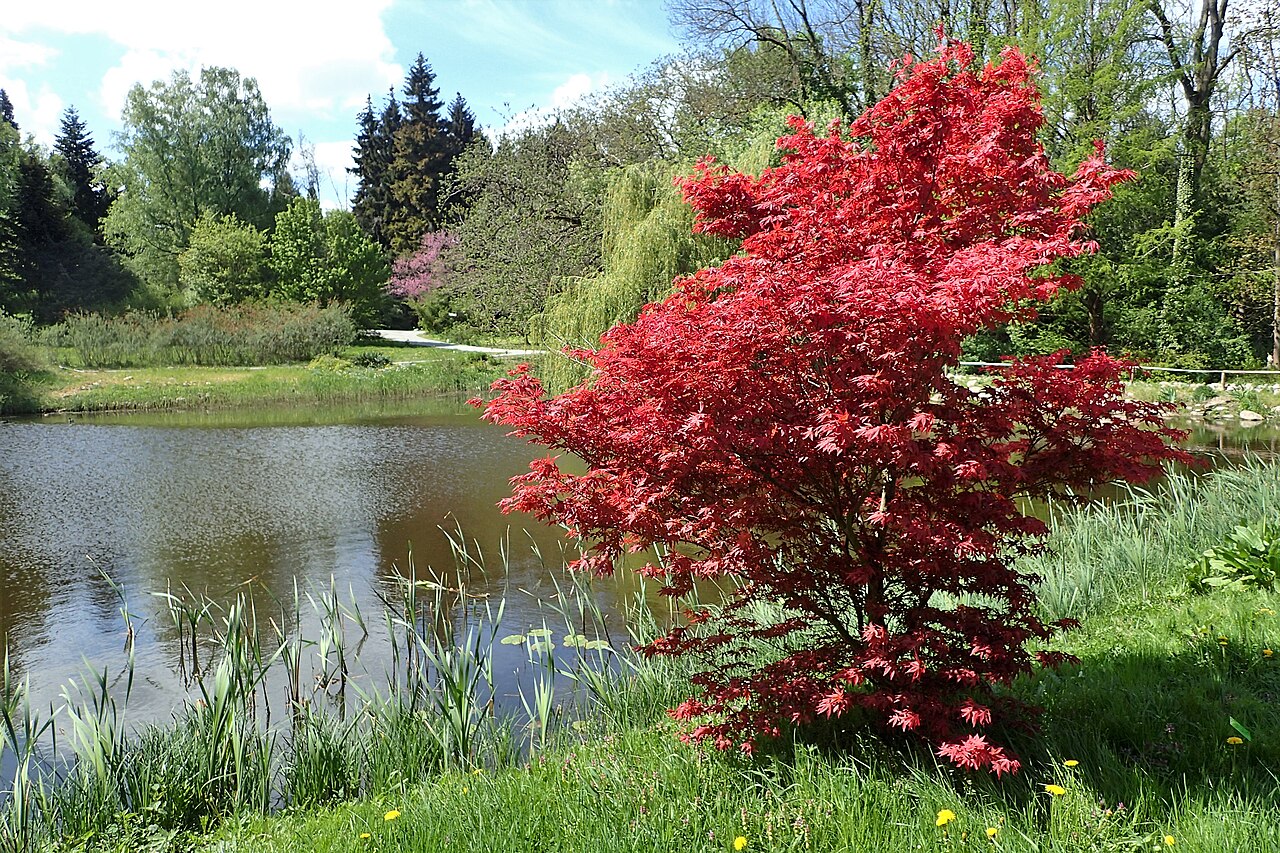 Yamamomiji Japanese Maple