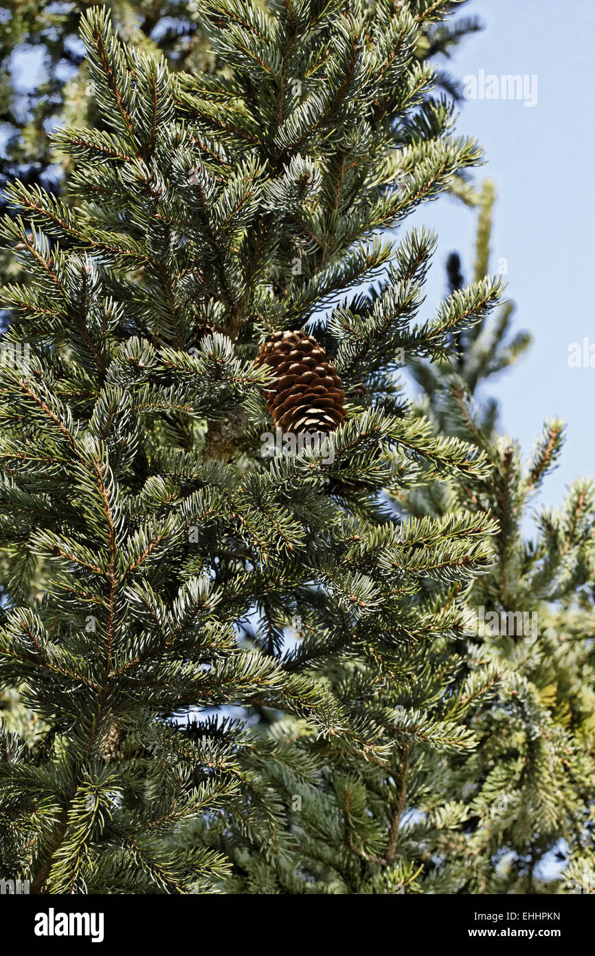 Yezo or Ezo Spruce Yezo or Ezo Spruce